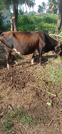 એચ. એફ. ગાય વેચવાની છે