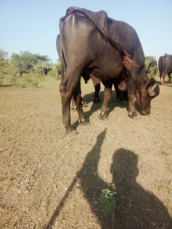 પાડો વૅચવાનૉ છે ફુટી ગાયૅલ છે