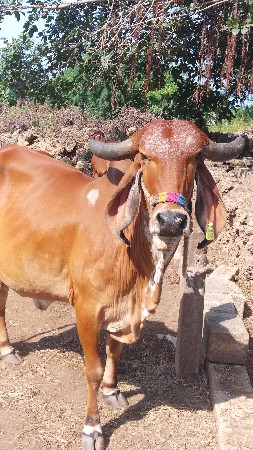 ગાય વેચવાની છે