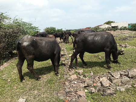 બેખડેલાવેચવાનાછે