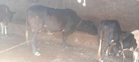 જર્સી  ગાય વેશવાની છે