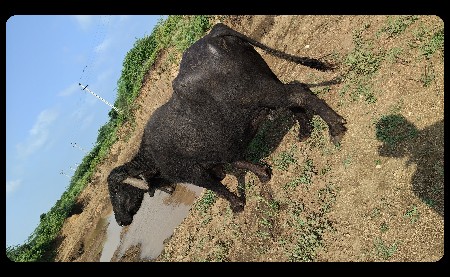 ભેસ વેચવાની ચે