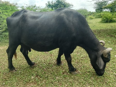 વેસવાની