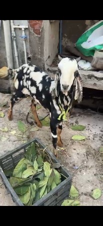 ૬ મહિના નું કોટા બકરો છે