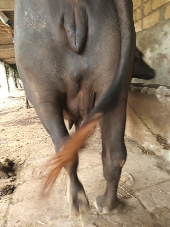 ભેસ વેસવા ની સે