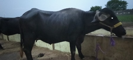 પેલા વેતર ની છે