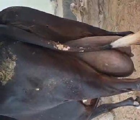 ગાય વેસવાની છે