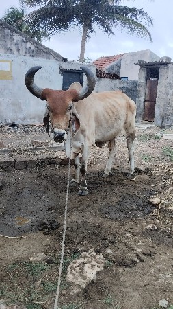 વેચવાના છે