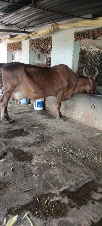 ગાય વેચવાની છે