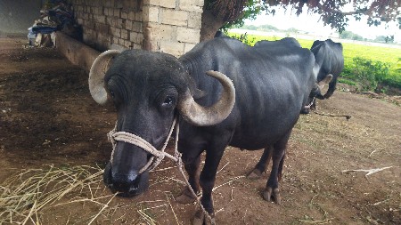 પેલુંવેતર
10 મહિના પુરા