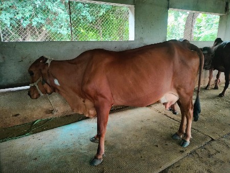 ગીર ક્રોસ ગાય વેચવાની છે