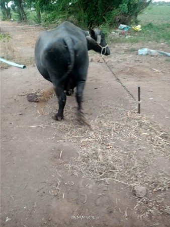 વેચવાની છે