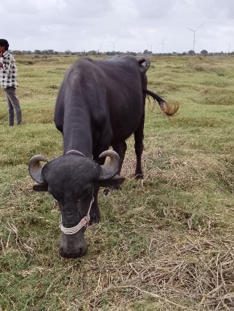 ગામ વડોદરા