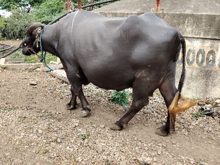2 ભેંસ વેશવાની  છે