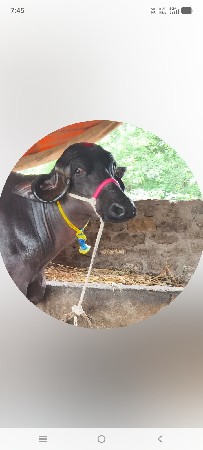 jetpur bhesu vala