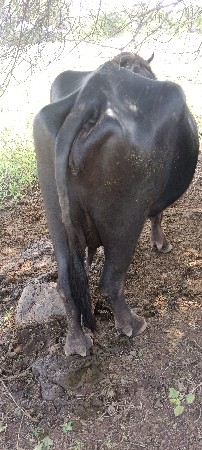 વેચવાની છે