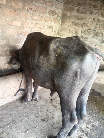 પાડો