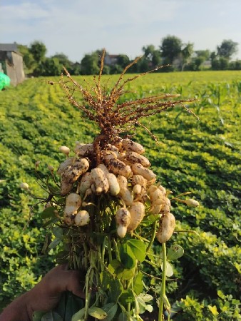 8 અને 10 વીઘા