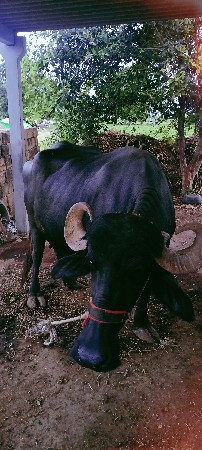 ભેંસ વેચવાની છે 2 વેતર