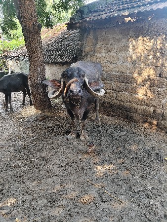 વેચવાની