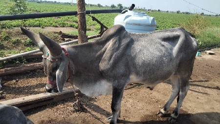 વાગડીયા ગોધલા વેચવાના છે