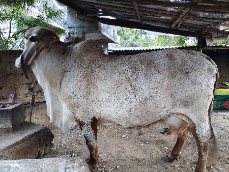 ગાય વેસવાની સે