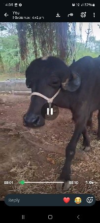 ભરેલી વેચવાની છે