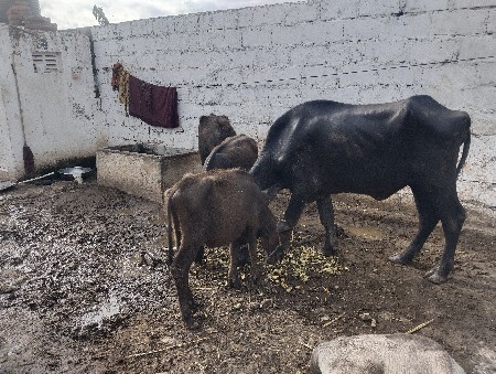 ખડેલાવેચવાનાછે///4