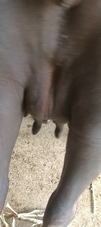 ભેસ