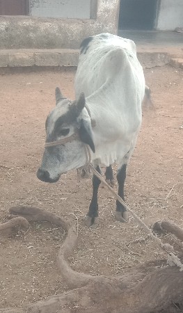 પેલું વેતર