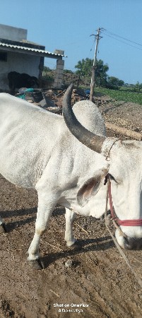 ગોધલા