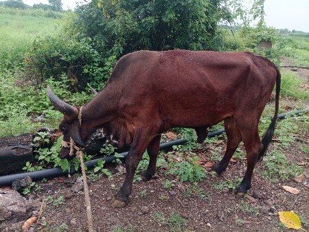 જરર્સી વાસડી વેચવાની છે