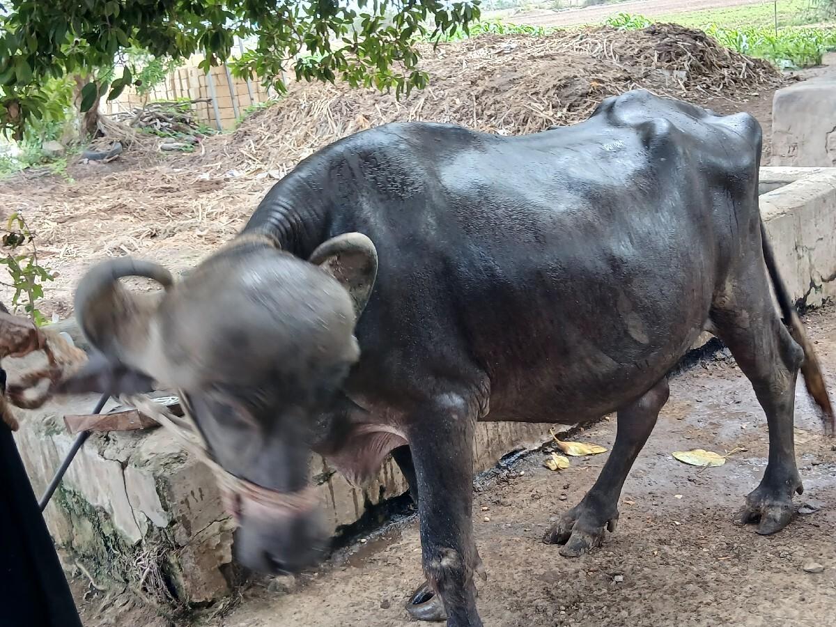ખડેલી વેસવાની છે