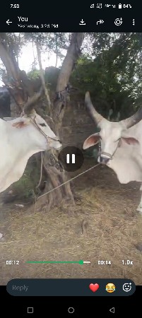બળદ વેચવાના છે