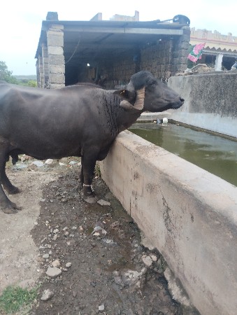 ભેસ વેચવાની છે