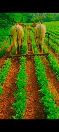 કોડીયાતર મેરામણ