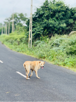 લેબરા ડોગ (મેલ)