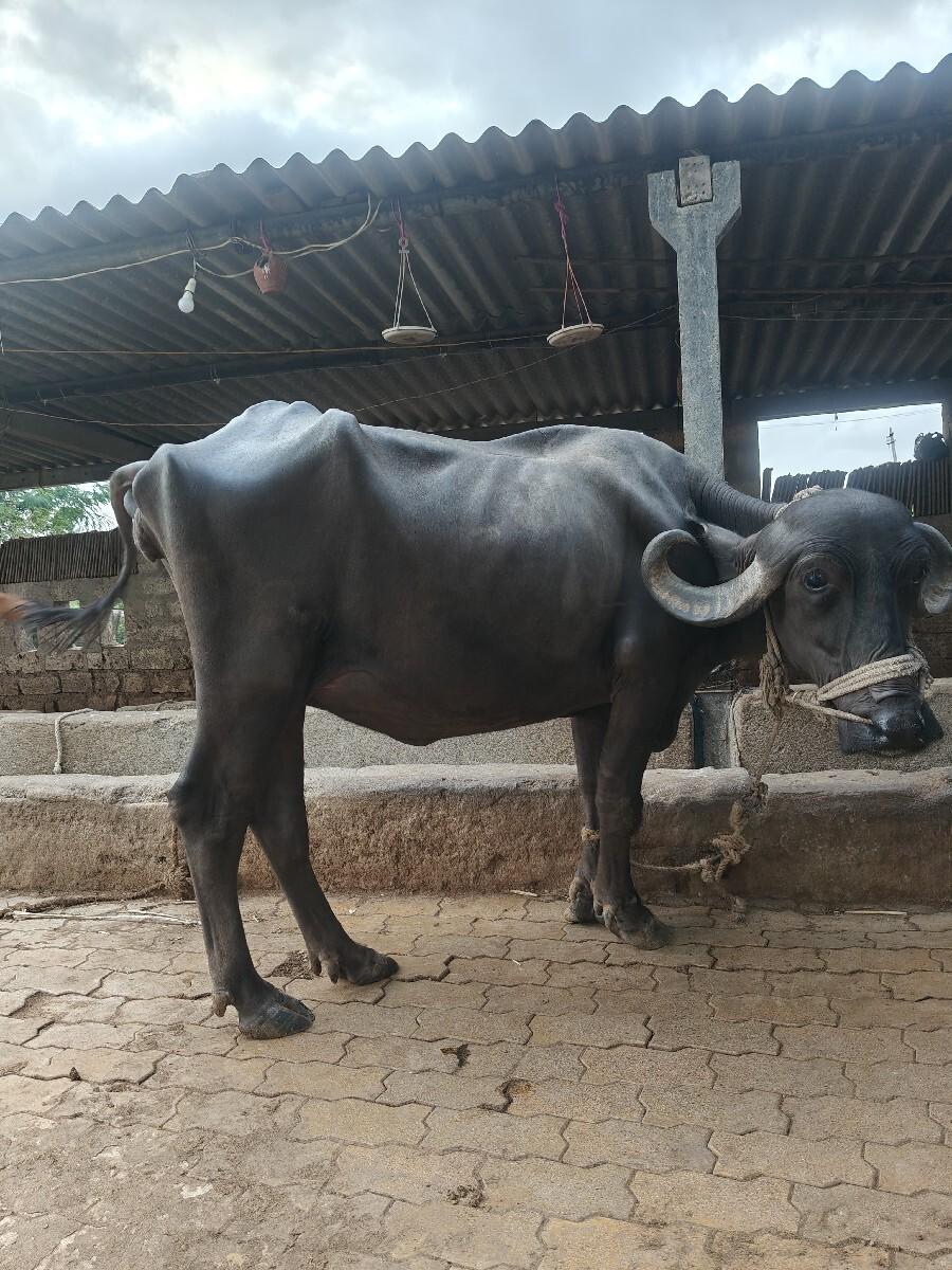 ભેંસ વેચવાની છે