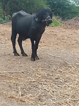 પાડો વેચવાનો છે