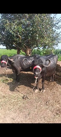 જોતો આખો વેચવાનો છે