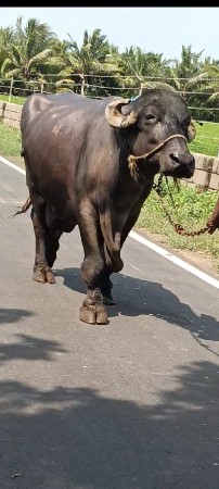 ભેંસ વેચવાની છે