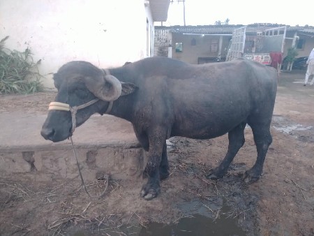 8 મહિના ગાભણી ખડેલી