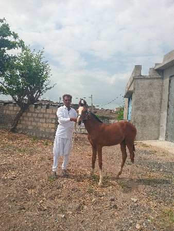 વશેરી વેશવાનીશે