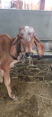 ગીર 2 વાછડીયો ફી આપવાની છે