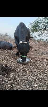 આ ભેંસ વેચવાની છે