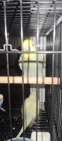 budgie bird બજીસ