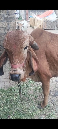 ગીર મુડો