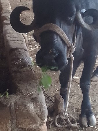 ભેંશ વેચવાની છે