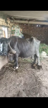 vesvani se 90000 kimat