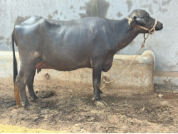 ભેંશ